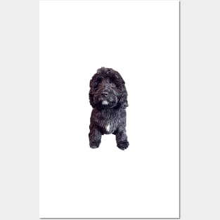 Cavapoo Cavoodle Cockapoo Cuteness Posters and Art